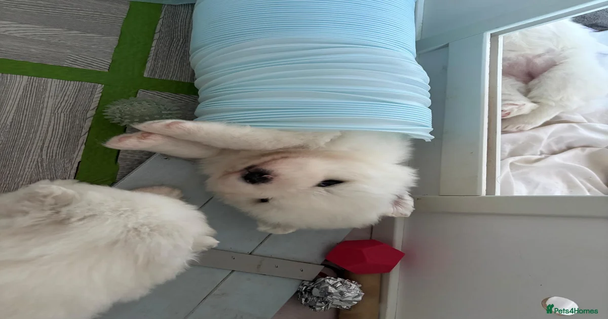 Samoyed Puppies for sale in England | Pets4Homes