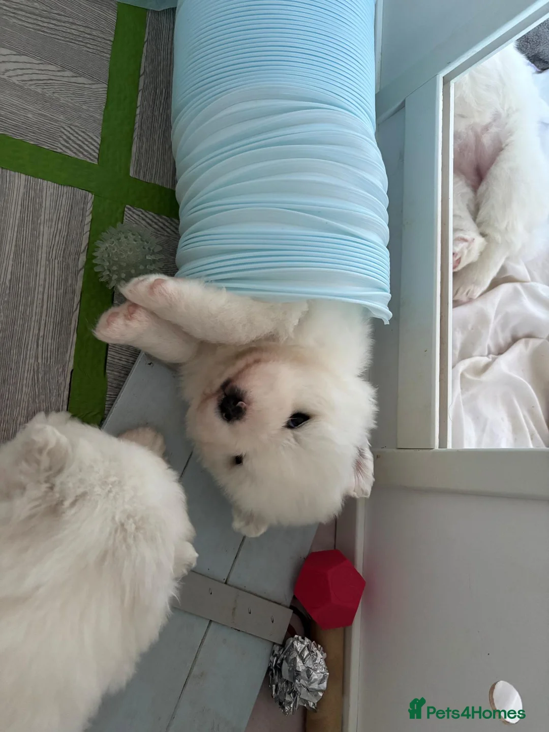 Samoyed dogs for sale: KC 5th gen. stunning Samoyeds in Beverley - Advert 1