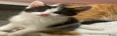Domestic Shorthair Kitten 4