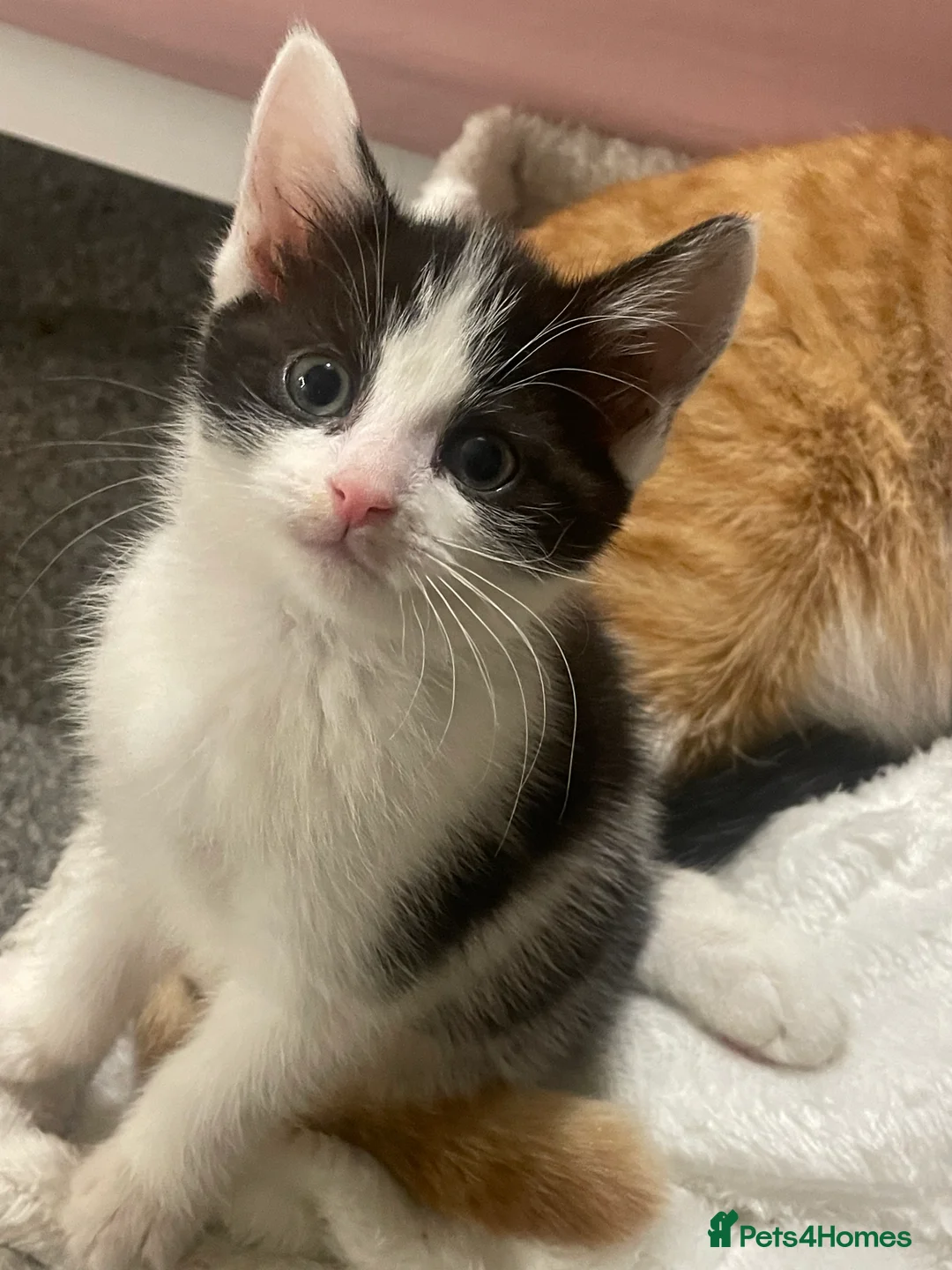 Domestic Shorthair cats for sale: 4 kittens - Advert 5