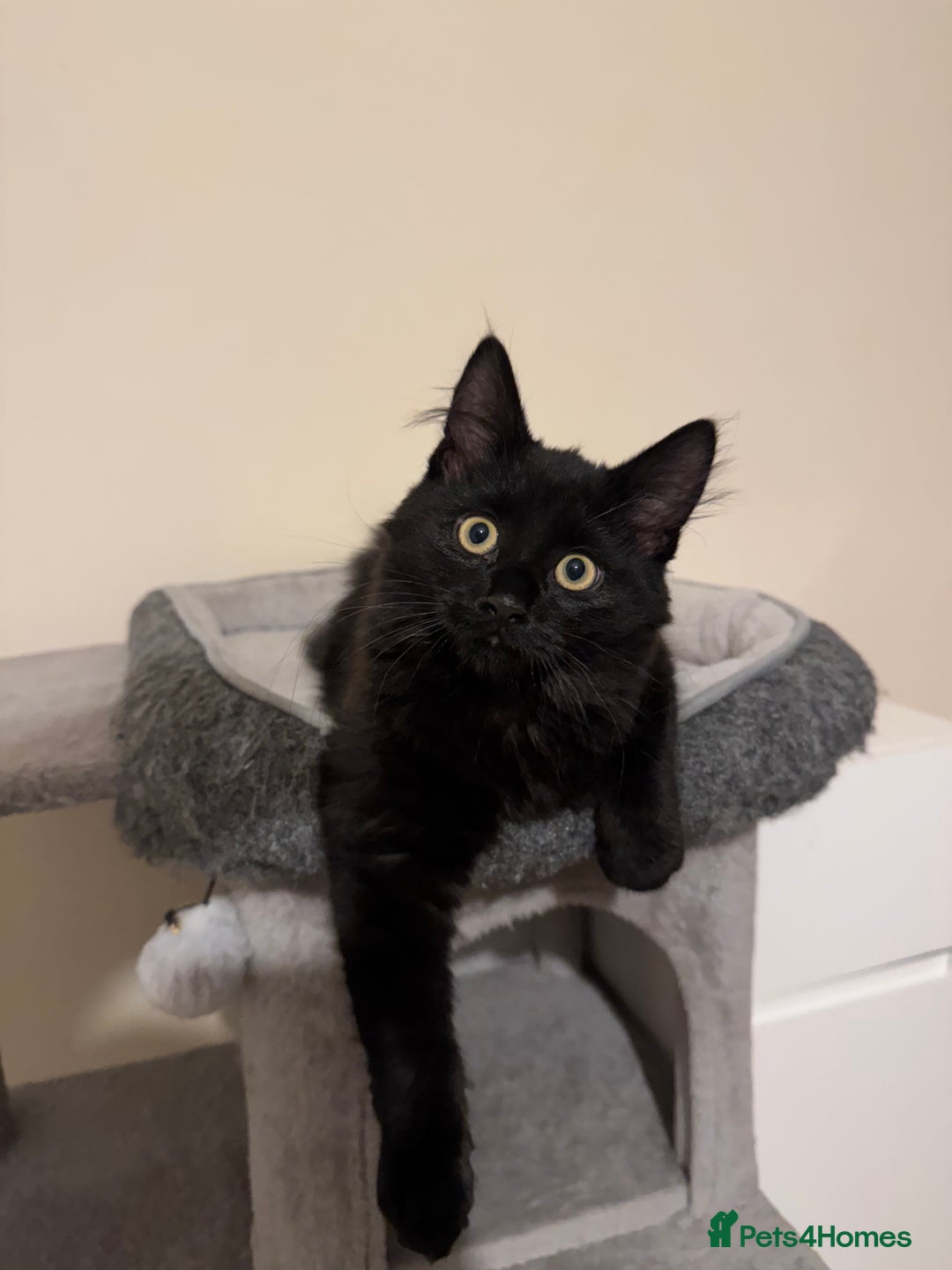 Mixed Breed cats for sale: 4 lovely kittens 🐈‍⬛ for sale - Advert 8