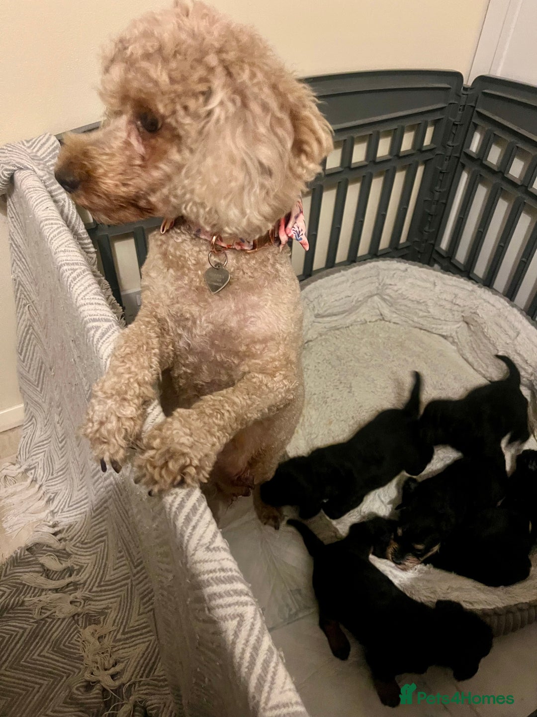 Miniature Schnauzer dogs for sale: 🐾🤎🐶Cavaschnauzer-Pups🐶🤎🐾 - Image 35