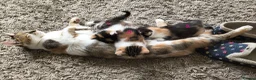 Mixed Breed cats for sale: GORGEOUS CALICO SISTERS! - Advert 4