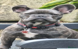 French Bulldog dogs for sale: Freddie  - Image 1
