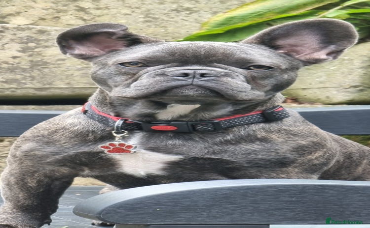 French Bulldog dogs - Advert 7