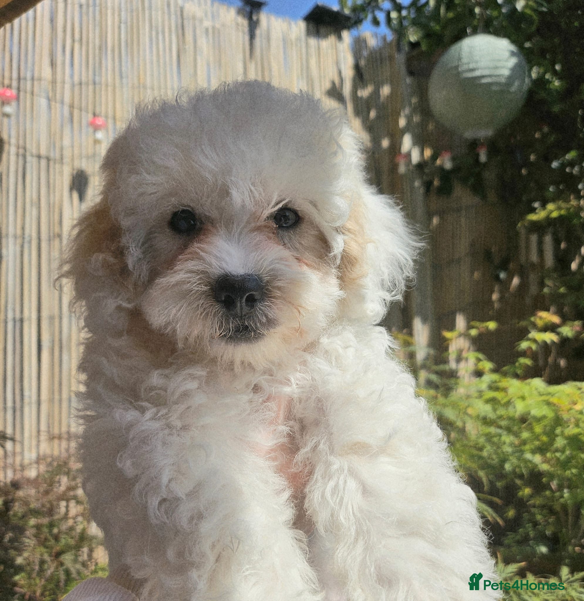 Shihpoo dogs ❤️ Beautiful Shihpoo’s 🐶 ❤️ - Advert 1