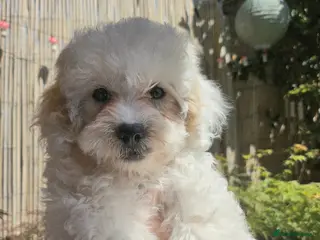 Shihpoo dogs ❤️ Beautiful Shihpoo’s 🐶 ❤️ - Advert 2