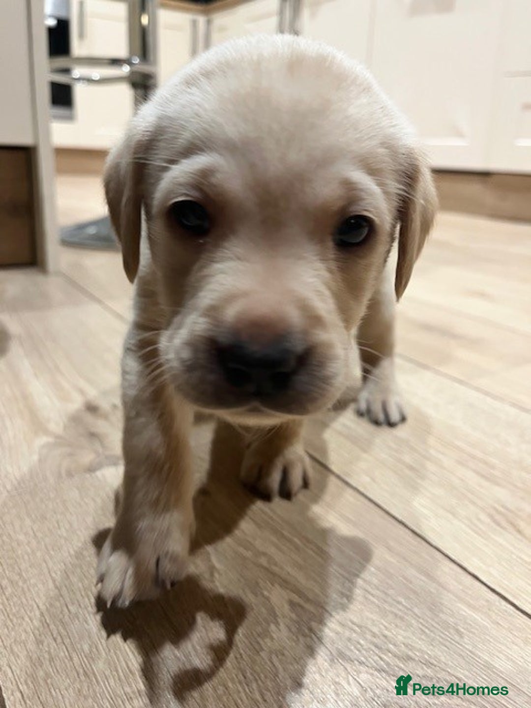 Labrador Retriever dogs for sale: Labrador Retriever Puppies for sale  - Advert 29