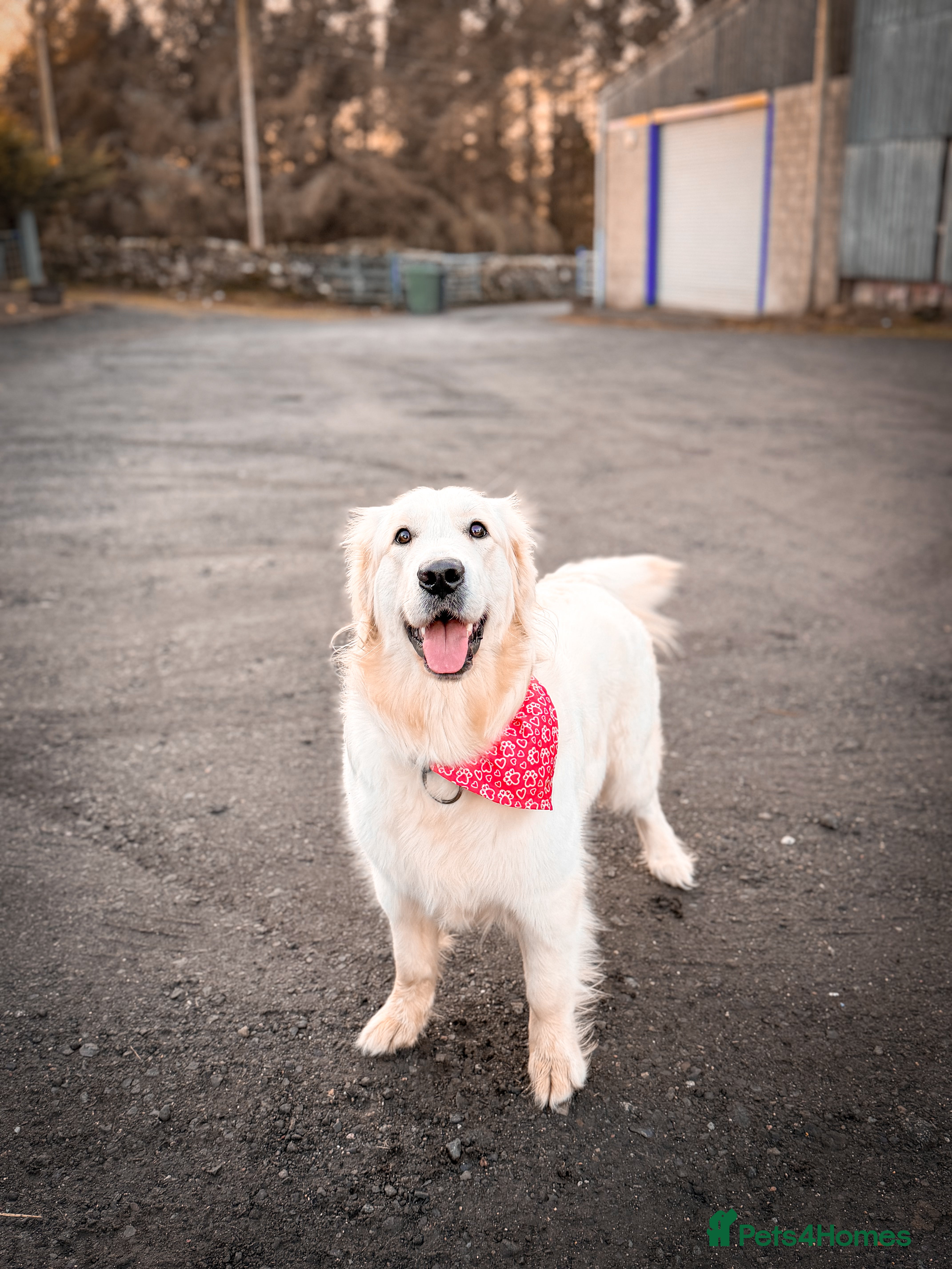 Golden Retriever dogs KC HEALTH TESTED PUPS *WAITING LIST* - Advert 18