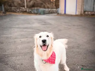 Golden Retriever dogs KC HEALTH TESTED PUPS *WAITING LIST* - Advert 17