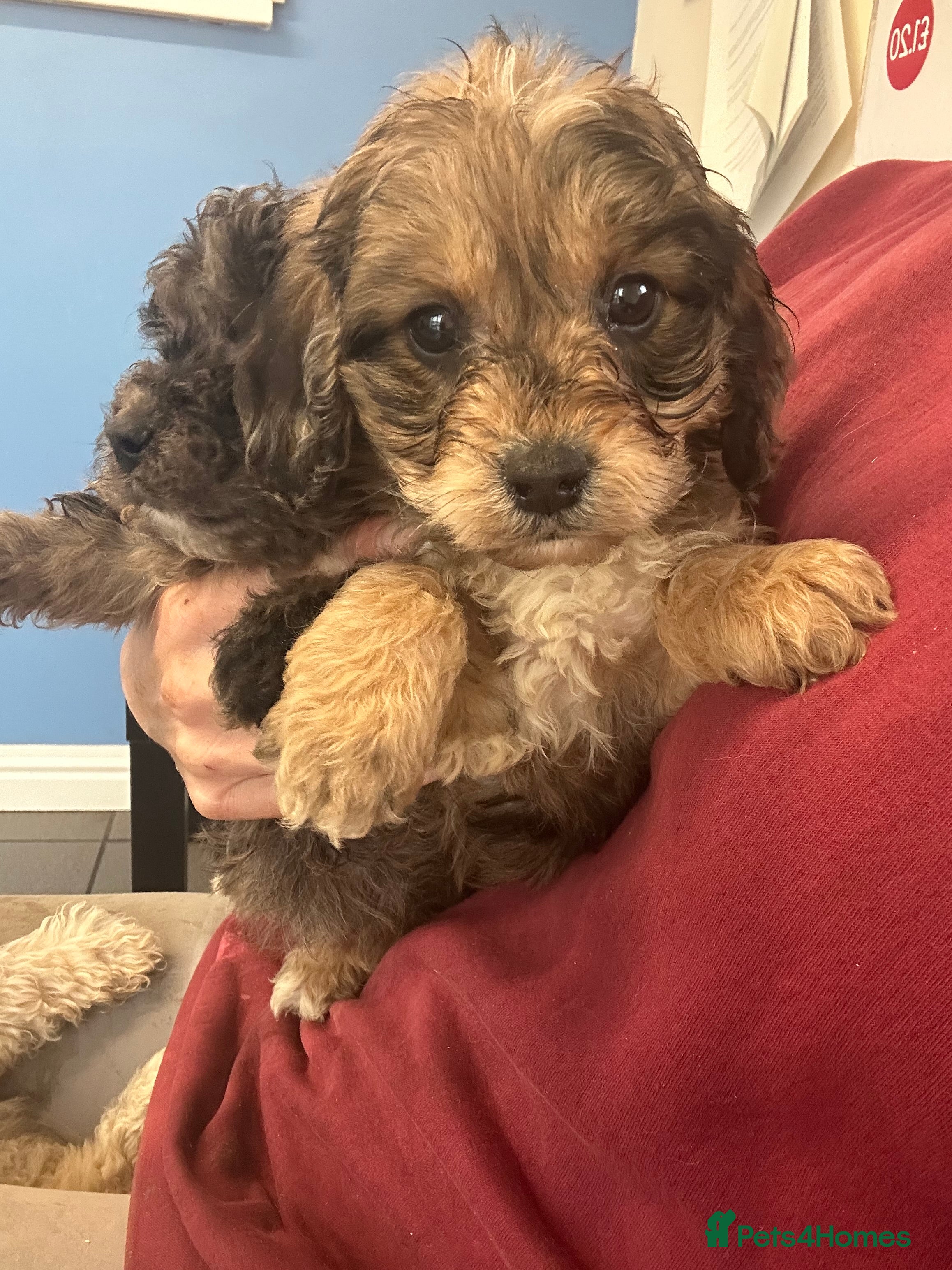 Cockapoo dogs Cockapoo puppies ready now  - Advert 5