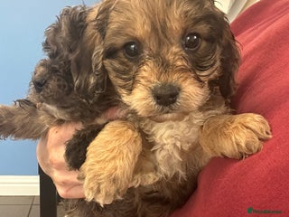 Cockapoo dogs Cockapoo puppies ready now - Advert 3