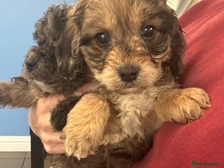 Cockapoo dogs Cockapoo puppies ready now - Advert 10