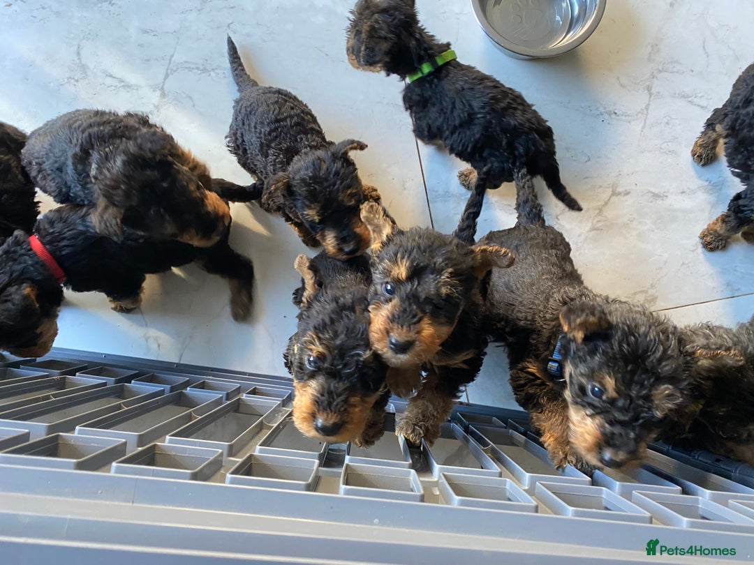 Airedale Terrier dogs for sale: Pure breed Airedale Terriers for sale - Advert 5