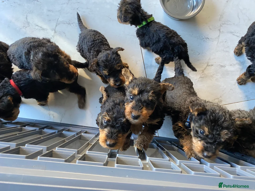 Airedale Terrier dogs for sale: Pure breed Airedale Terriers for sale - Advert 18