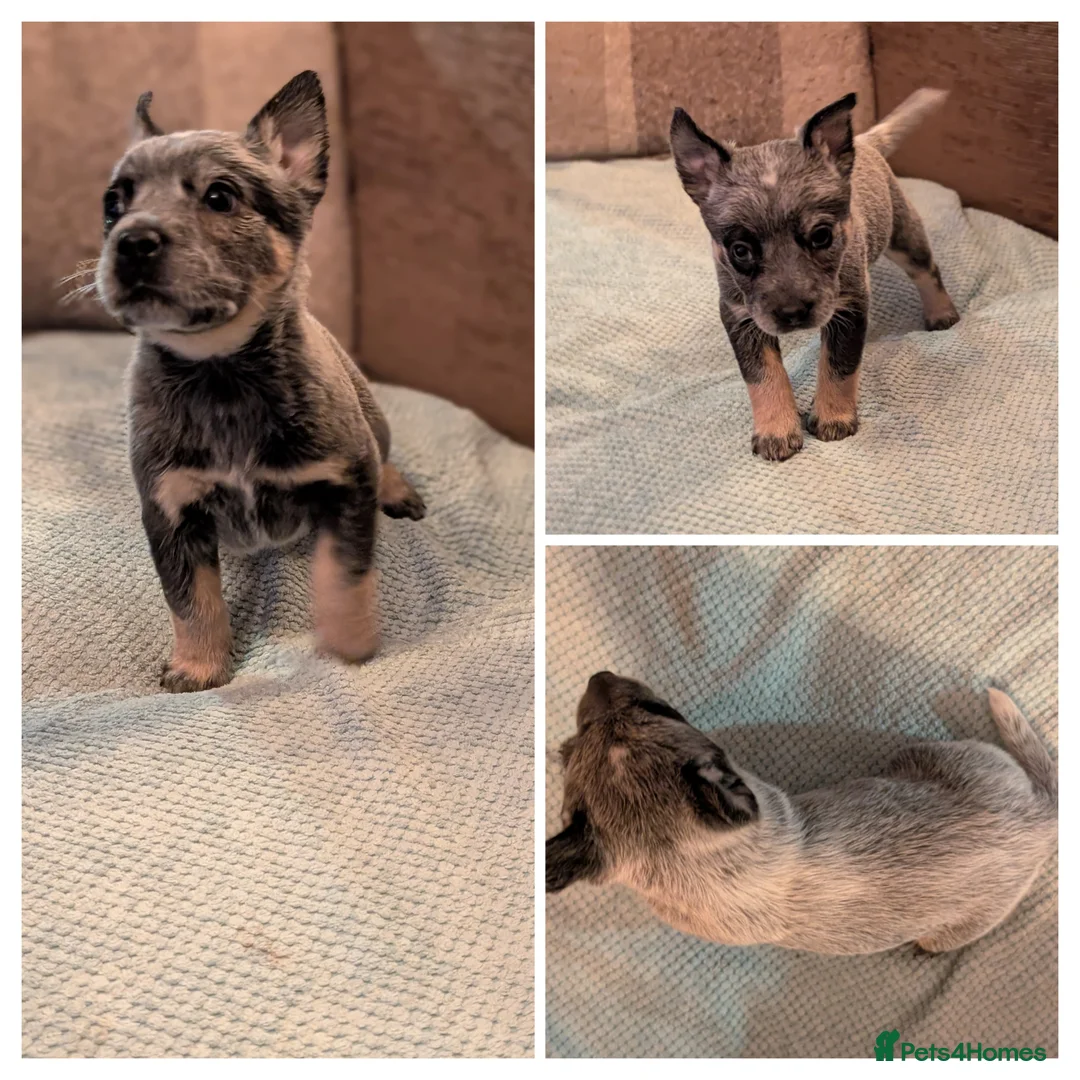 Australian Cattle Dog dogs for sale: Cattle Dog Puppies - Advert 9