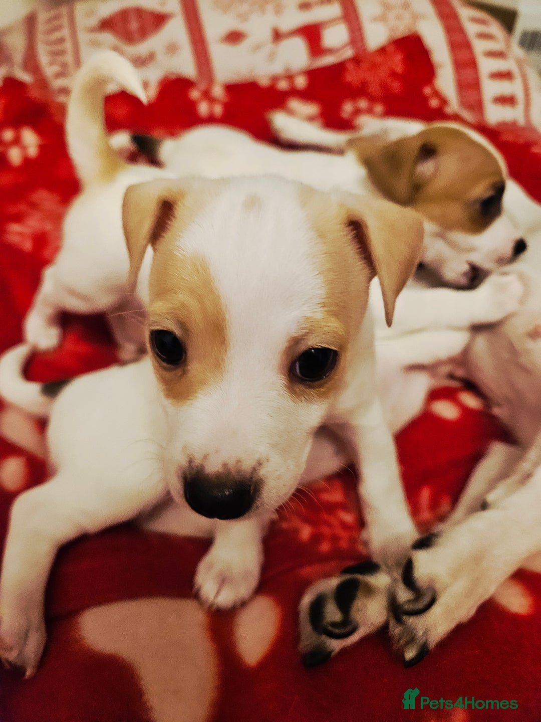 Jack Russell dogs for sale: LOVELY JACK RUSSELL PUPPIES FOR SALE. - Advert 9