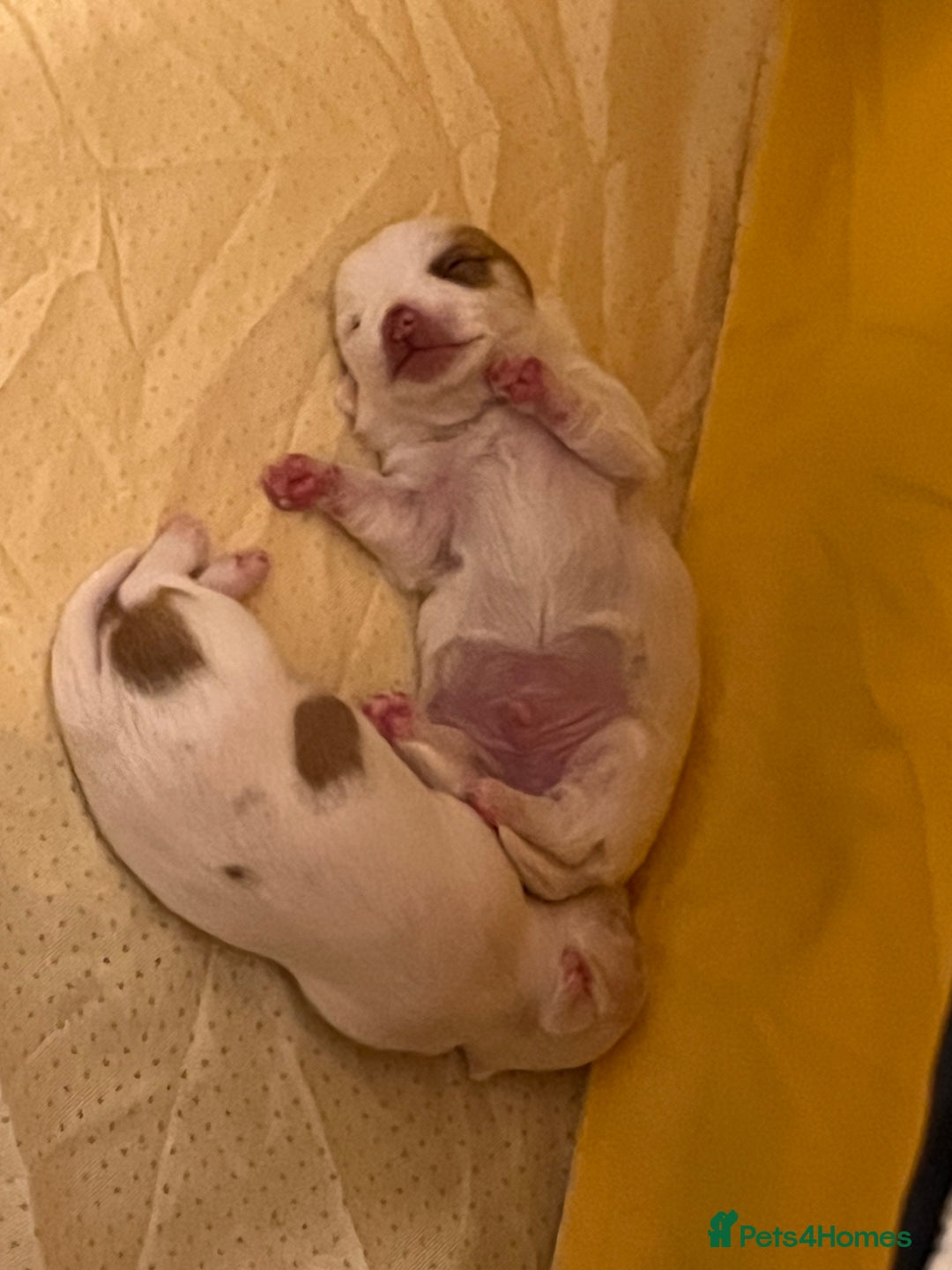 Chihuahua dogs for sale: 1 male chihuahua  - Advert 5