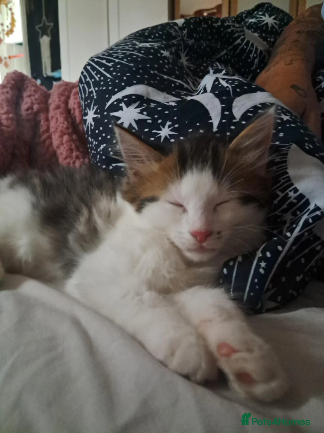 Mixed Breed cats for sale: 9 week old kittens  in Middlesbrough - Advert 2