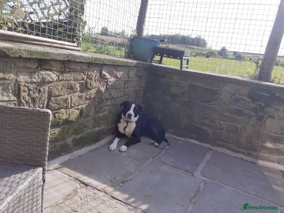Mixed Breed dogs for sale: Dog for sàle in Rochdale - Advert 1