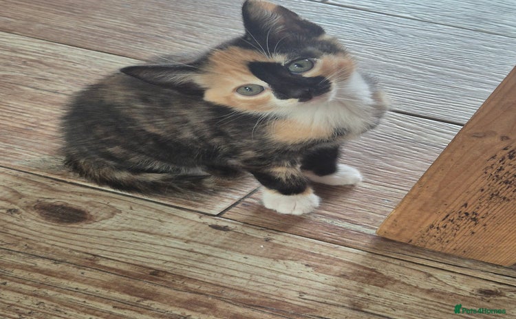 Mixed Breed cats - Advert 19