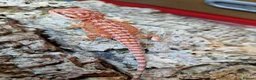 Bearded Dragon reptiles for sale: Baby beardes dragons for sale  - Advert 8