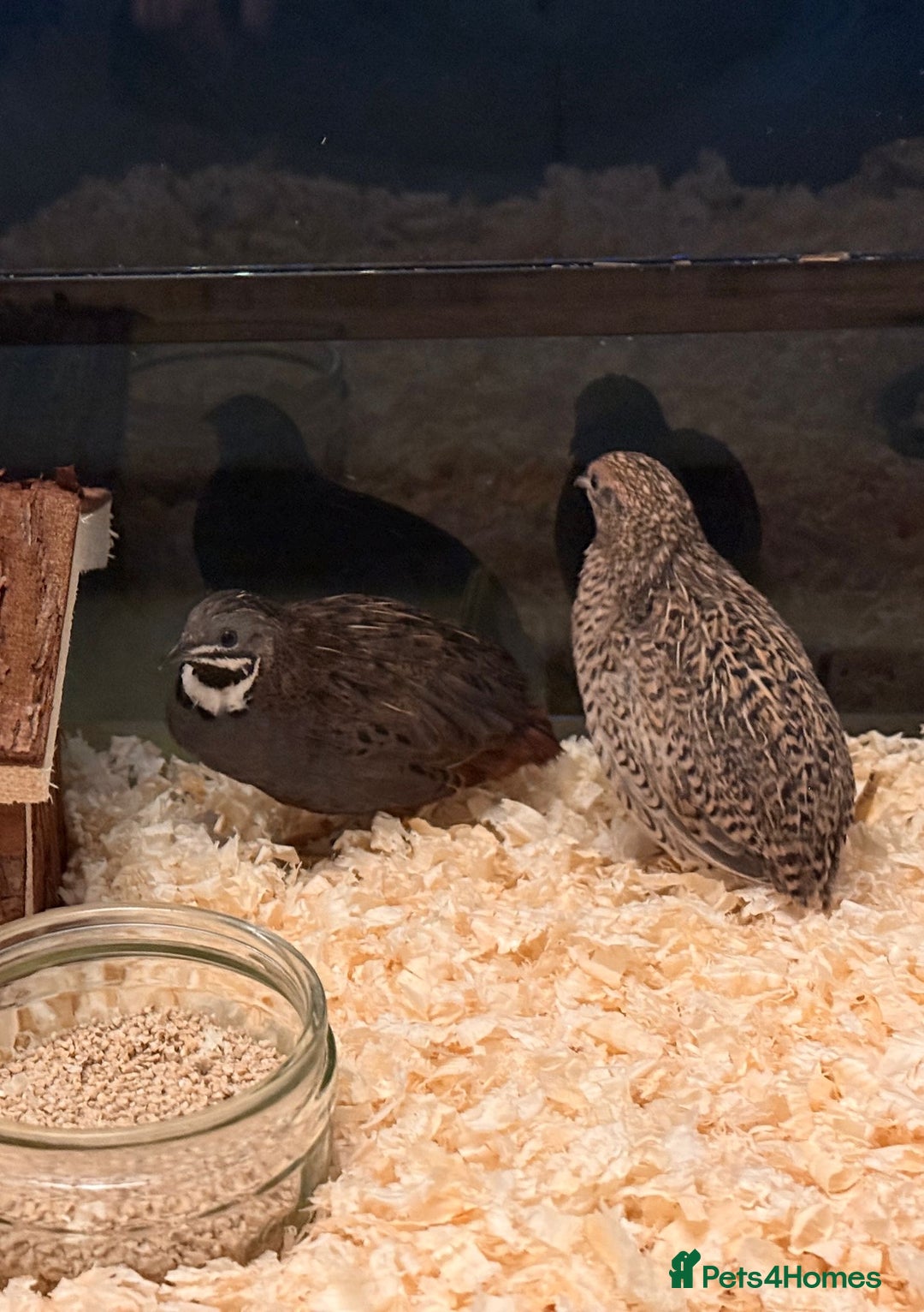 Quail poultry for sale: pairs of Chinese painted quail  - Advert 5