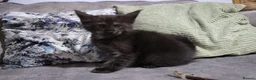 Maine Coon cats for sale: beautiful Maine coon kittens (2 poly) - Advert 6