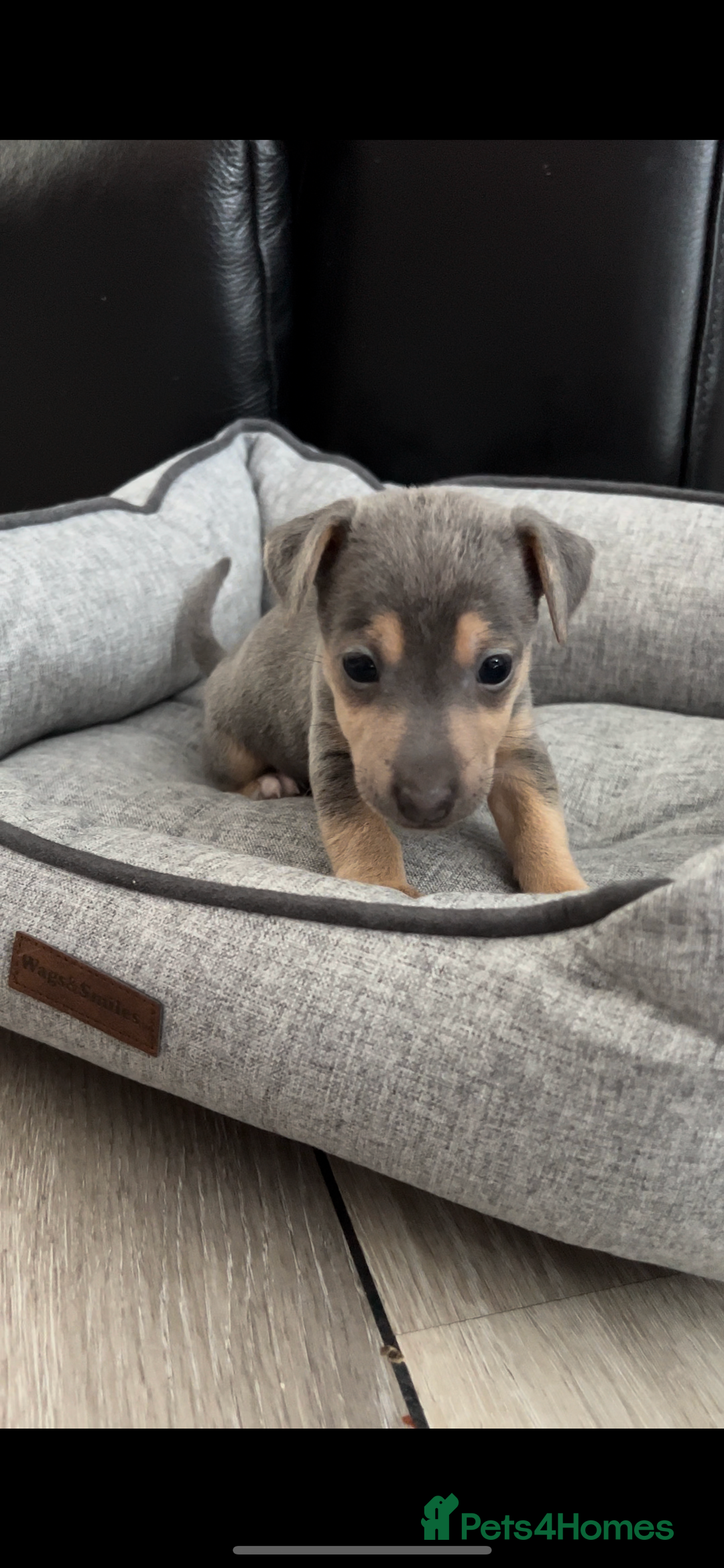 Jack Russell dogs for sale: DONJACKS PUPPIES ON THE WAY!! - Advert 11