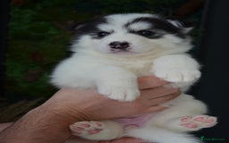 Mixed Breed dogs for sale: Siberian Husky cross Samoyed / Samusky - Image 1