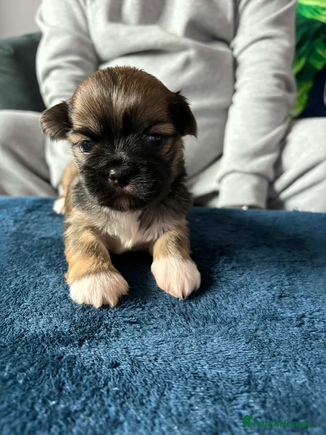 Lhasa Apso dogs for sale: Kennel Club Registered Lhasa Apso Boys - Advert 2