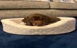 Miniature Dachshund dogs for sale: Long Haired Miniature Dachshunds Chocolate and Tan - Image 9