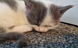 RagaMuffin cats for sale: 3 grey and white female kittens  - Image 16