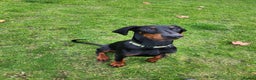 Dobermann dogs for sale: KC REG MALE DOBERMAN PUP FOR SALE  - Advert 2