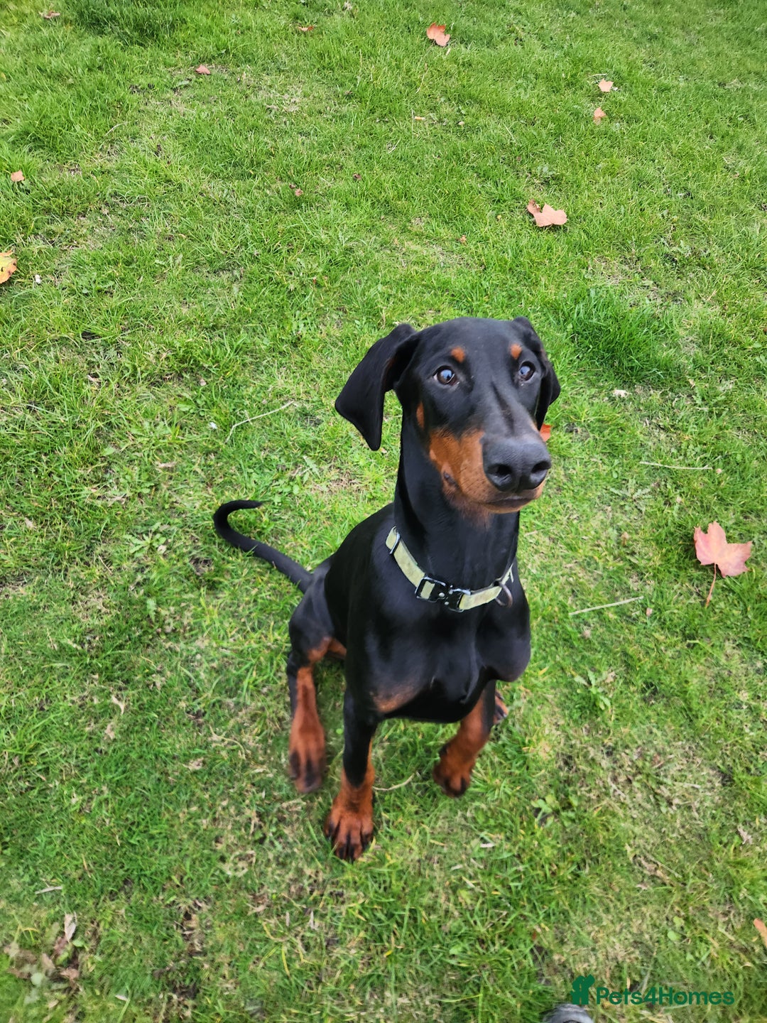 Dobermann dogs for sale: KC REG MALE DOBERMAN PUP FOR SALE  - Advert 2