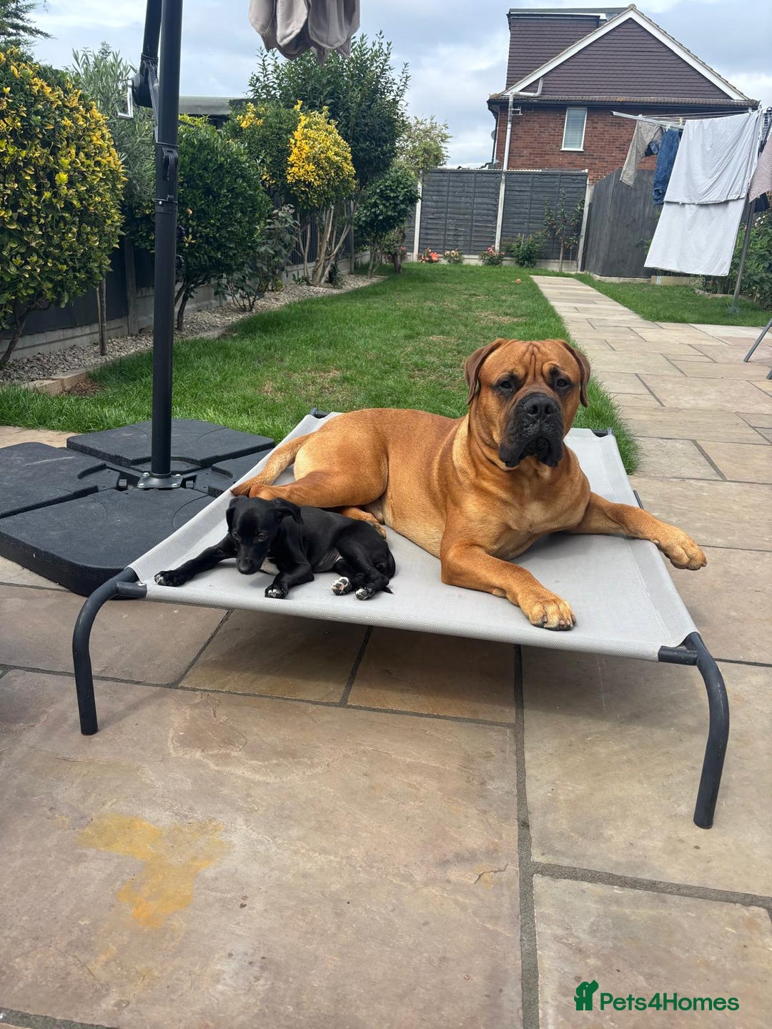 Bullmastiff dogs for stud: Bullmastiff for Stud - Advert 17