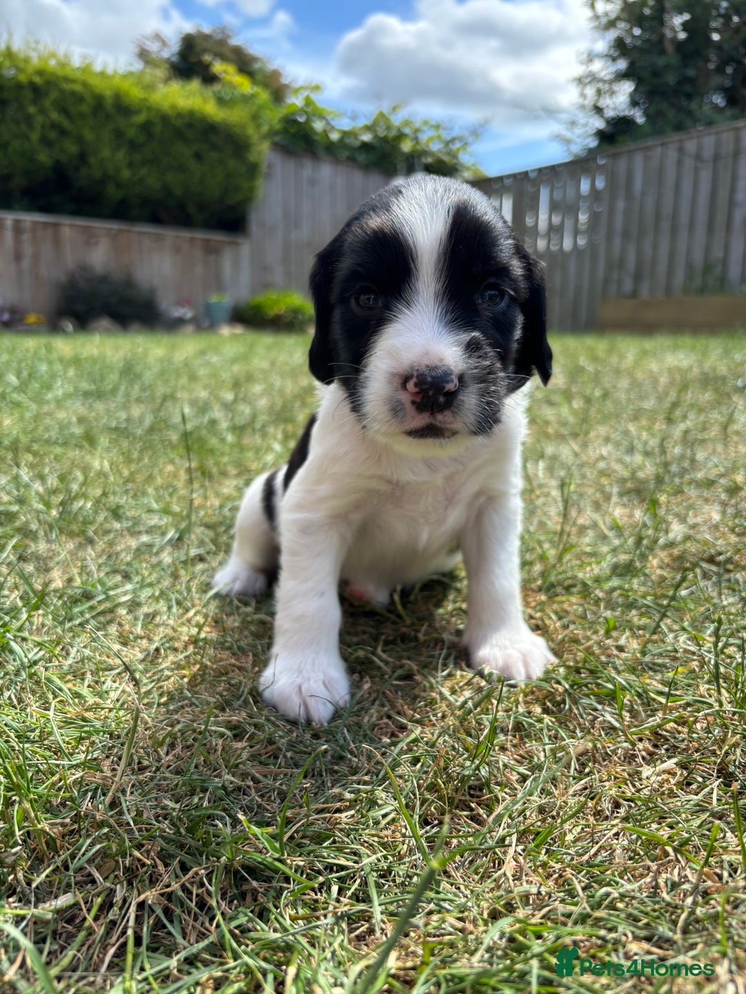 English Springer Spaniel dogs for sale: Gorgeous KC Registered Springer Spaniel Puppies in Thirsk - Image 11