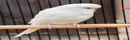 Budgerigars birds for sale: 12 Budgies Available Mixed  - Advert 15