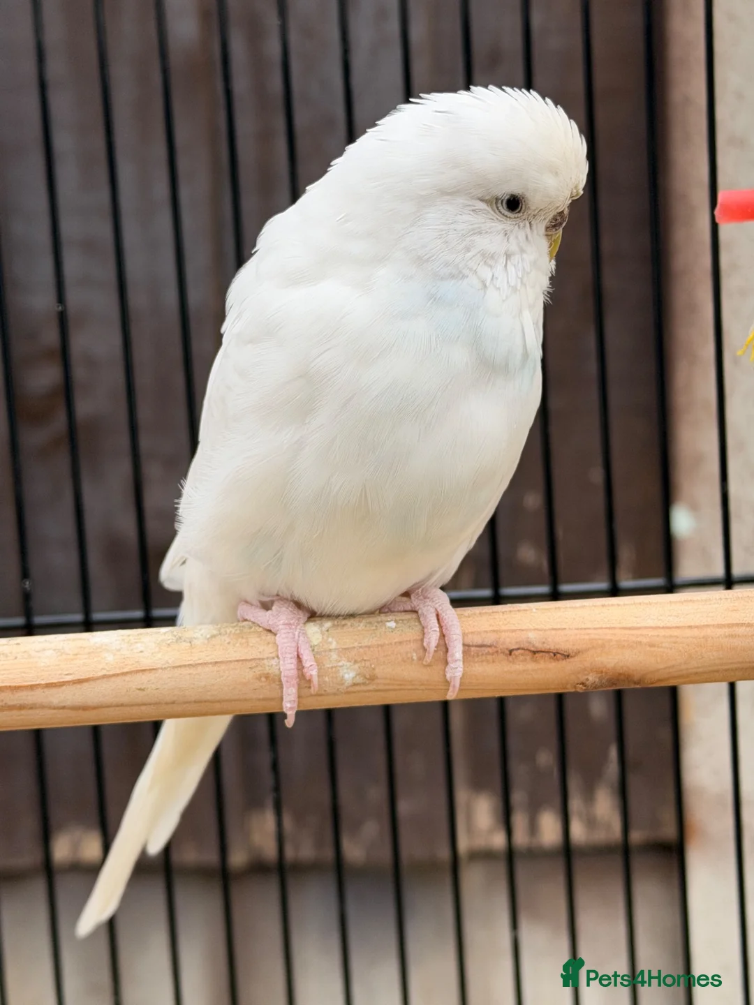 Budgerigars birds for sale: 12 Budgies Available Mixed  - Advert 15