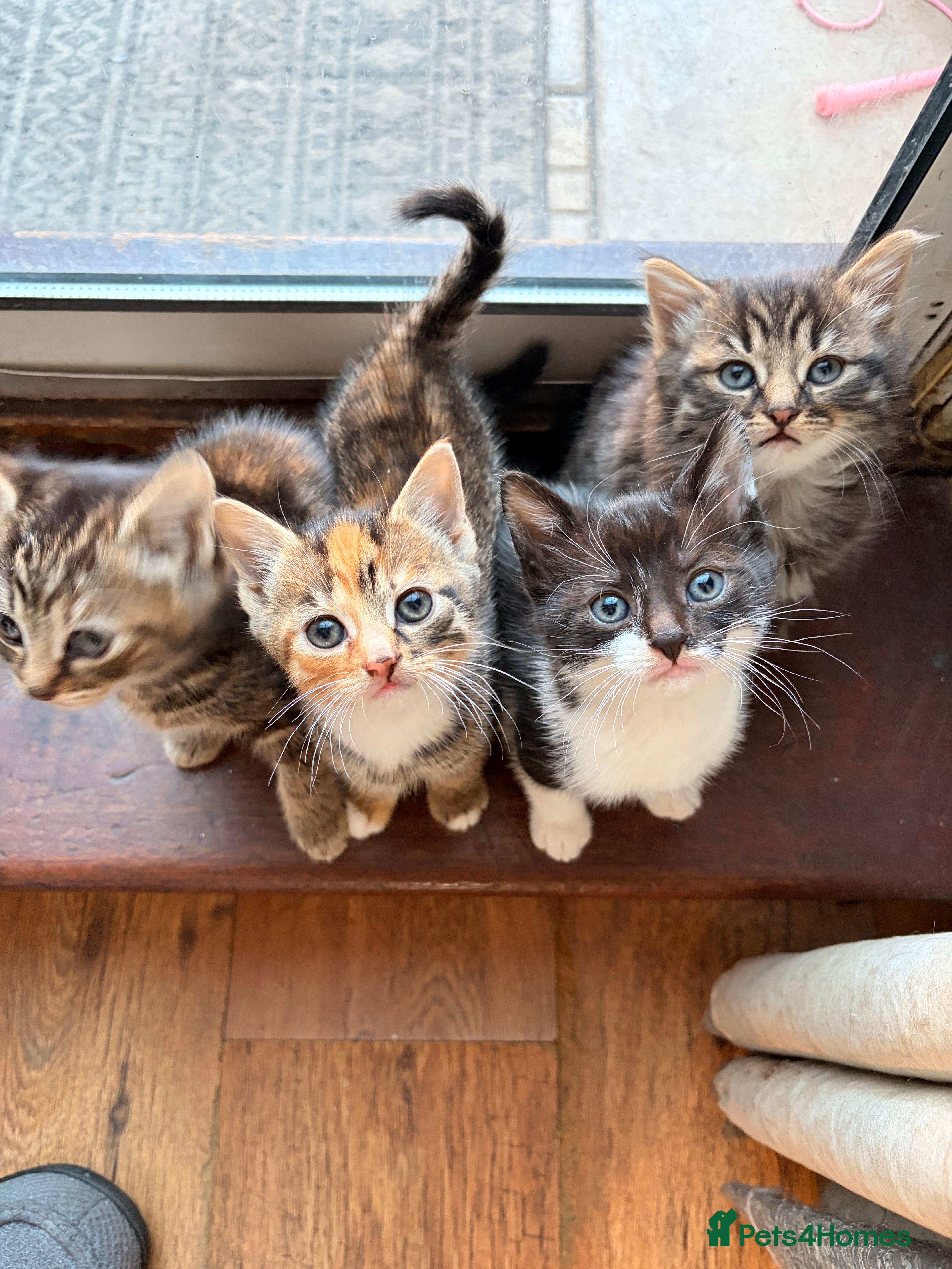 Mixed Breed cats 4 mixed Kittens british long/shorthair  - Advert 22