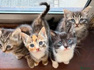 Mixed Breed cats 4 mixed Kittens british long/shorthair - Advert 22