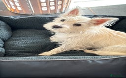 Mixed Breed dogs for sale: Westie/Cairn 5 Month old puppy - Image 1