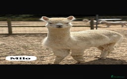 Alpaca livestock for sale: Alpaca Stud Males  - Image 4
