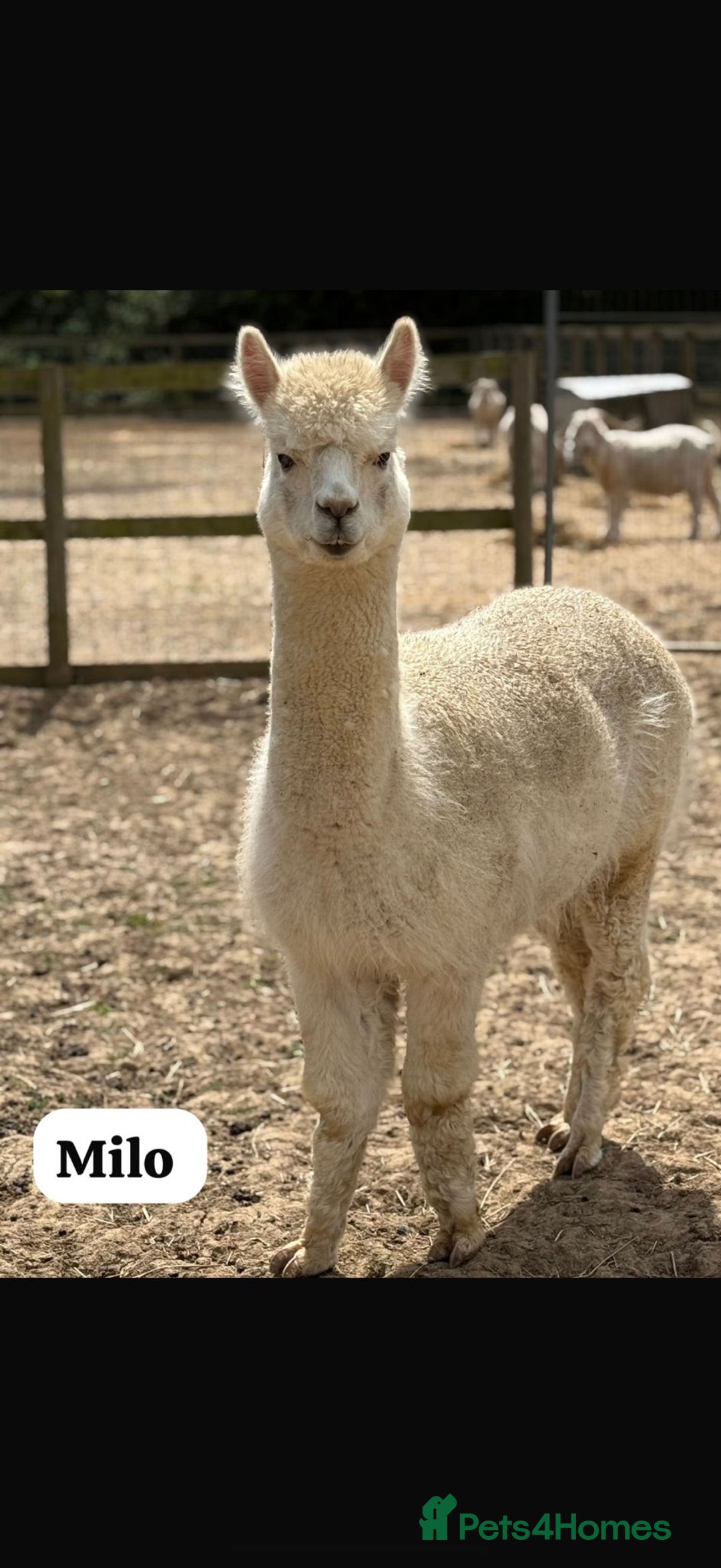 Alpaca livestock for sale: Alpaca Stud Males  - Image 4