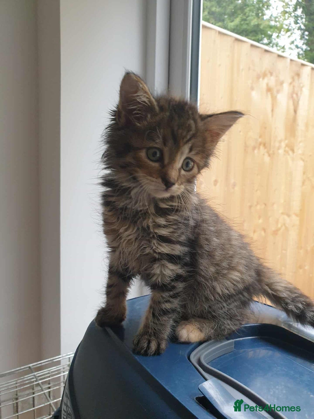 Mixed Breed cats for sale: Lovely tabby kitten  - Image 3