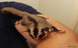 Sugar Glider rodents for sale: Sugar Glider, Male, 12 weeks. - Image 2