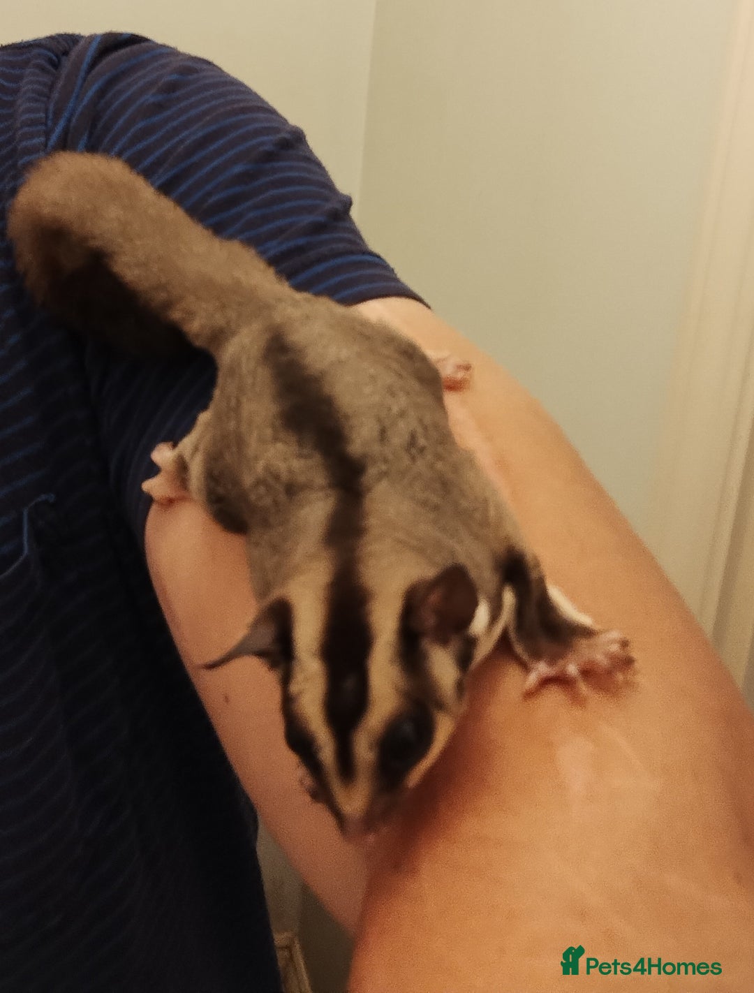 Sugar Glider rodents for sale: Sugar Glider, Male, 12 weeks. - Image 2