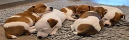 Jack Russell dogs for sale: Exquisite litter of Jack Russell Pups 🐾  - Advert 4