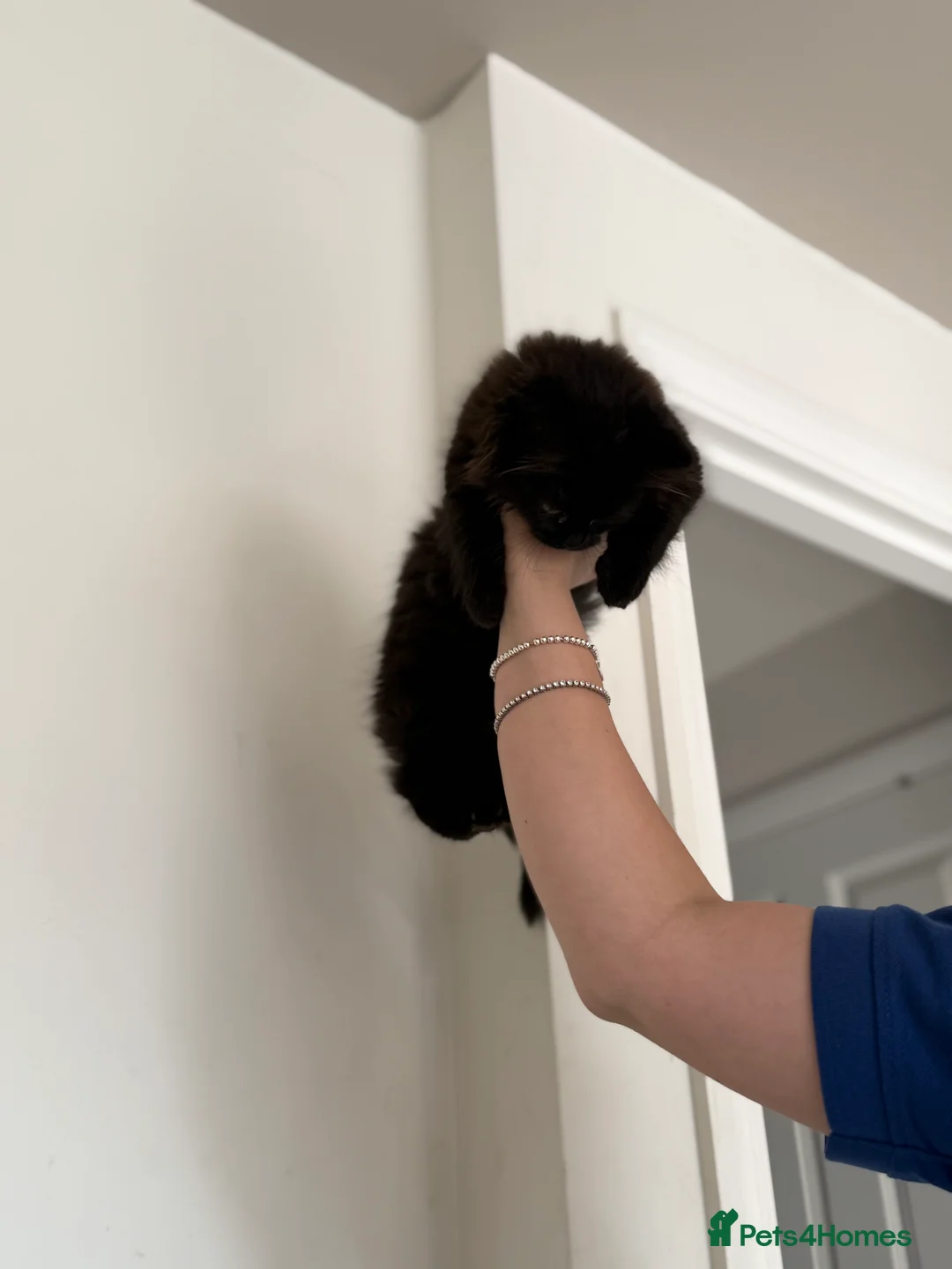 Mixed Breed cats for sale: Ragdoll & Maine coon - Advert 2