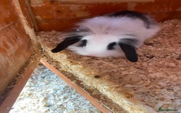 Mini Lop rabbits for sale: 3 beautiful mini lops(60 each or 2 for £100) - Image 10